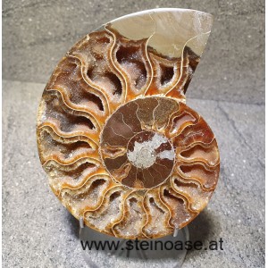 Ammonite Nr.1 - links